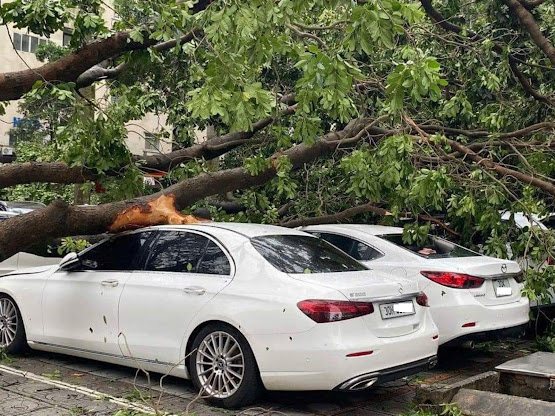 Hình ảnh ô tô bị cây xanh gãy đổ do cơn bão Yagi gây ra