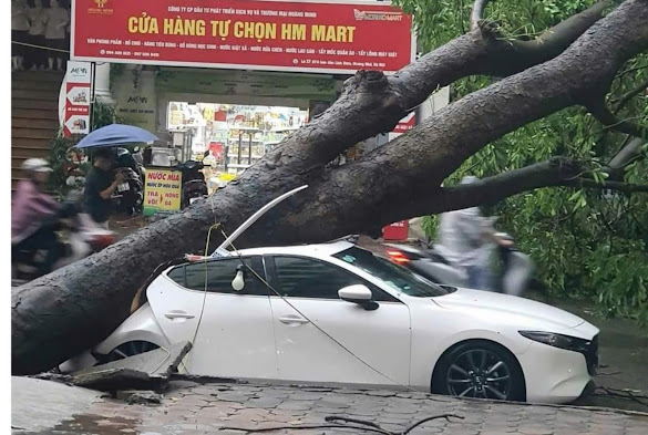 Cây xanh gẫy đổ vào ô tô Cây xanh gẫy đổ vào ô tô