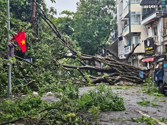 Hình ảnh cây xanh gãy đổ do cơn bão Yagi gây ra Hình ảnh cây xanh gãy đổ do cơn bão Yagi gây ra